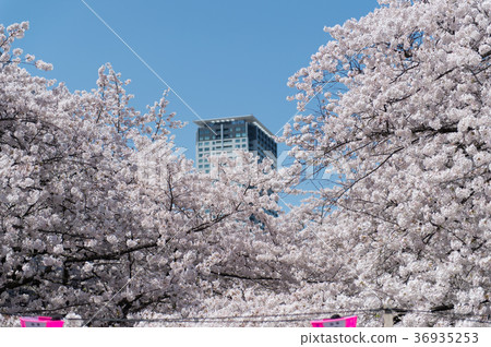 A row of cherry blossom trees in the city center A row of cherry blossom trees in the city center 36935253