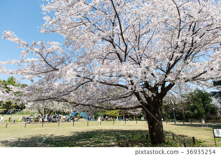 Park and cherry blossoms Park and cherry blossoms 36935254
