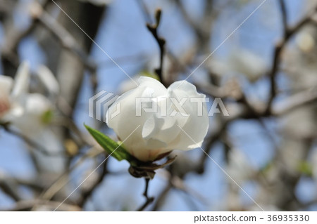 Kobushi blooms 36935330