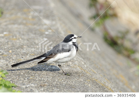 Birds that are close to you 36935406