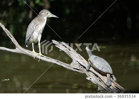 Hoshigoi and turtle stop in driftwood Hoshigoi and turtle stop in driftwood 36935514