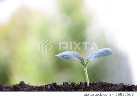 Growing sprout 36935568