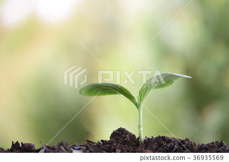Growing sprout 36935569