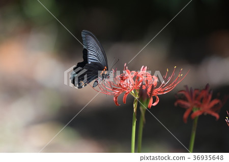 Nagasaki and a cluster amaryllis 36935648