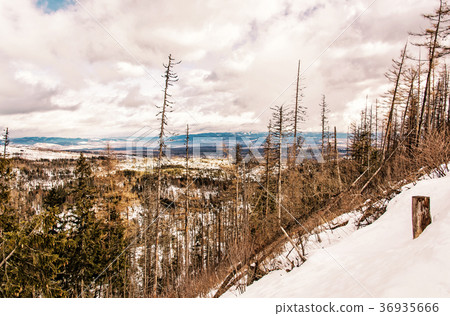 Spruce forest after natural disaster, High Tatras Spruce forest after natural disaster, High Tatras 36935666