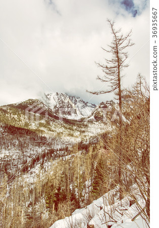 Spruce forest after natural disaster, High Tatras Spruce forest after natural disaster, High Tatras 36935667