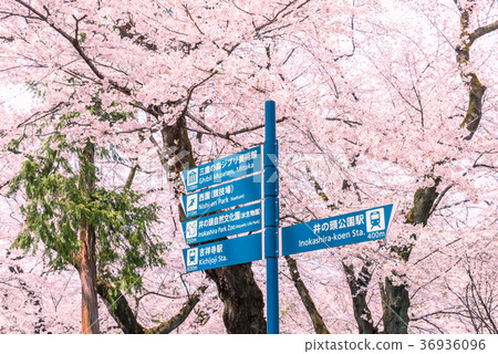 Cherry blossoms and sign of Inokashira Enshi Park Cherry blossoms and sign of Inokashira Enshi Park 36936096