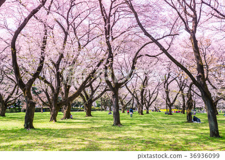 Koganei Park in spring where the cherry blossoms bloom 36936099