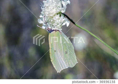Green butterfly Gonepteryx rhamni (brimstone) 36936138