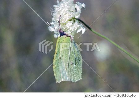 Green butterfly Gonepteryx rhamni (brimstone) 36936140