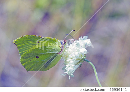 Green butterfly Gonepteryx rhamni (brimstone) 36936141