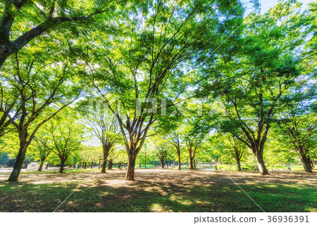 代代木公園的陽光 36936391