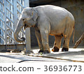 亞洲大象 36936773