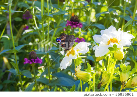 Butterfly European Peacock sitting on white flower 36936901