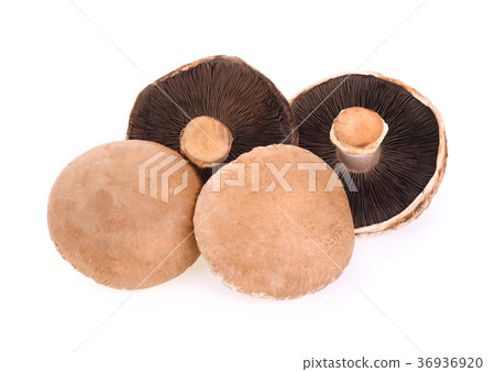 Portobello mushroom isolated on white background 36936920