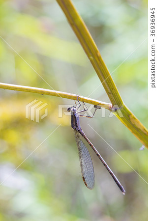 Dragonfly sitting on plant summer warm day 36936945