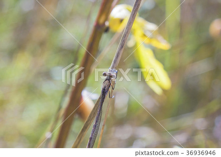 Dragonfly sitting on plant summer warm day 36936946
