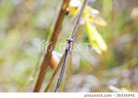 Dragonfly sitting on plant summer warm day 36936948