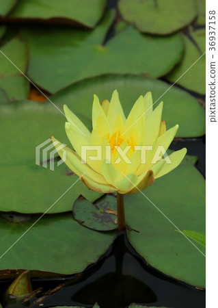 荷花黃色花 36937158