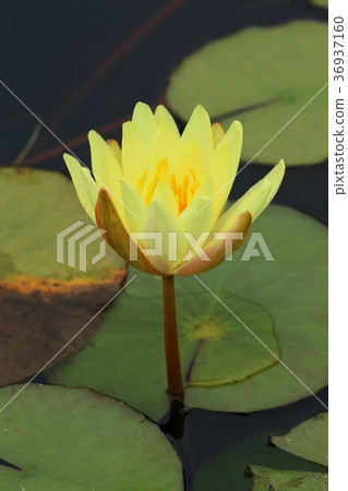 荷花黃色花 36937160