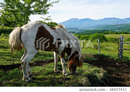 View of Asama mountain and horse from Tsumagoi ranch 36937411