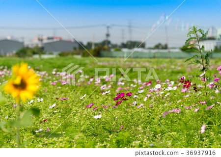 Kazuma countryside countryside suburbs suburbs gargle suburbs Kazumino Kaumi Himawara 36937916