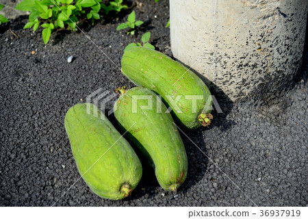 Harvested gourd Loofah hechima Electric power line glutinous gourd loofah placed beside a utility pole 36937919