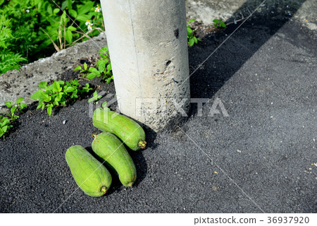 Harvested gourd Loofah hechima Electric power line glutinous gourd loofah placed beside a utility pole 36937920