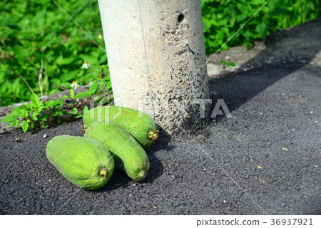 Harvested gourd Loofah hechima Electric power line glutinous gourd loofah placed beside a utility pole 36937921
