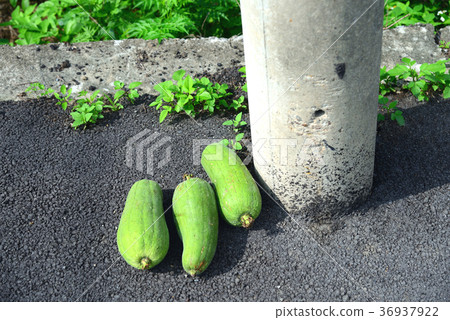Harvested gourd Loofah hechima Electric power line glutinous gourd loofah placed beside a utility pole Harvested gourd Loofah hechima Electric power line glutinous gourd loofah placed beside a utility pole 36937922