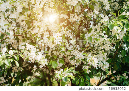 Almond trees in bloom in the Retiro park in Madrid Almond trees in bloom in the Retiro park in Madrid 36938032