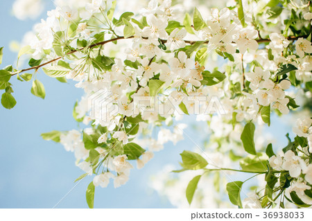 Almond trees in bloom in the Retiro park in Madrid 36938033