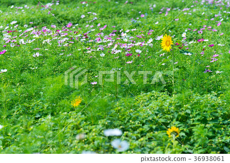 Suburbs suburbs gargle suburbs Takuma countryside countryside Nakano Kagami Himawari 36938061