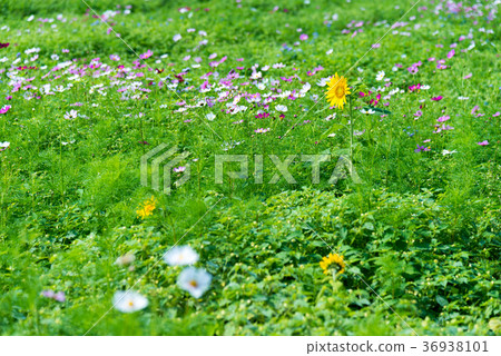 郊區郊區漱口郊區Takuma農村鄉村Nakano Kagami Himawari 36938101