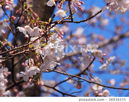 Cherry tree and blue sky Cherry tree and blue sky 36938335