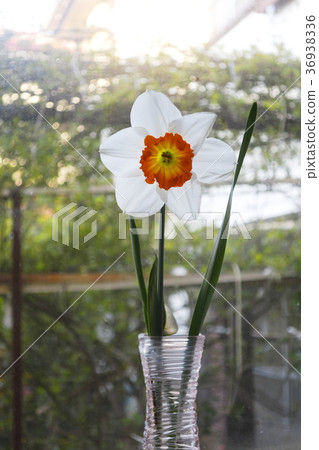 Narcissus single-ring cutting Narcissus single-ring cutting 36938336
