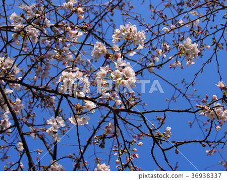 Sakura Sakura 36938337