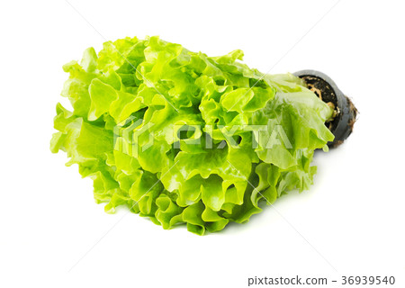 Lettuce with a pot 36939540