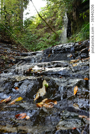 秋葉Yoro谷和瀑布 36940206