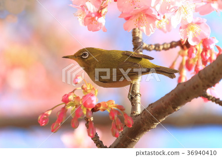 Kawazu cherry tree and mezzo 36940410