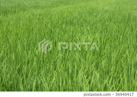 Green rice in paddy fields Green rice in paddy fields 36940417