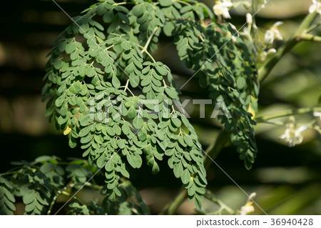 Horse radish tree Horse radish tree 36940428