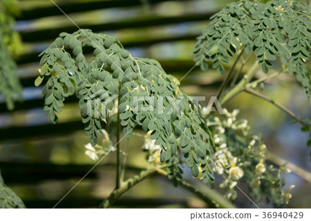 Horse radish tree Horse radish tree 36940429