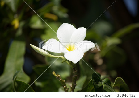 Close up of Whtie mix soft Yellow Plumeria flower Close up of Whtie mix soft Yellow Plumeria flower 36940432