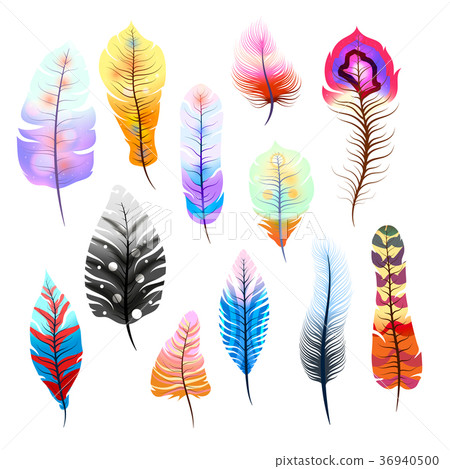 different colorful feathers isolated on white different colorful feathers isolated on white 36940500