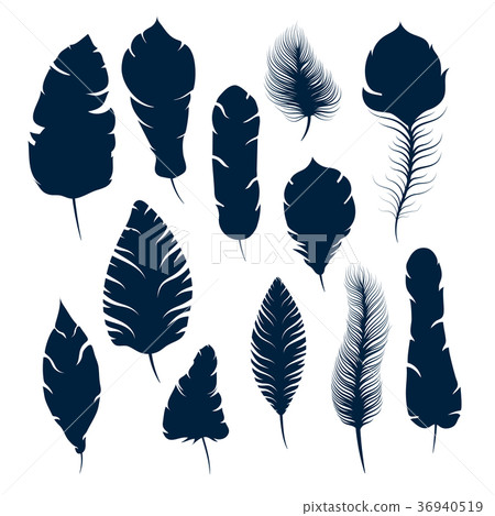 elegant feather silhouettes isolated on white 36940519