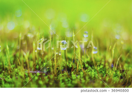 Blurred moss and dew drops background Blurred moss and dew drops background 36940800