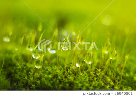 Blurred moss and dew drops background Blurred moss and dew drops background 36940801