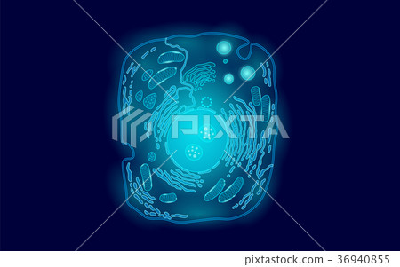 Animal human cell structure educational science Animal human cell structure educational science 36940855