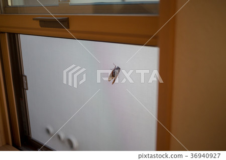 蟬 蝗蟲 屏門 36940927